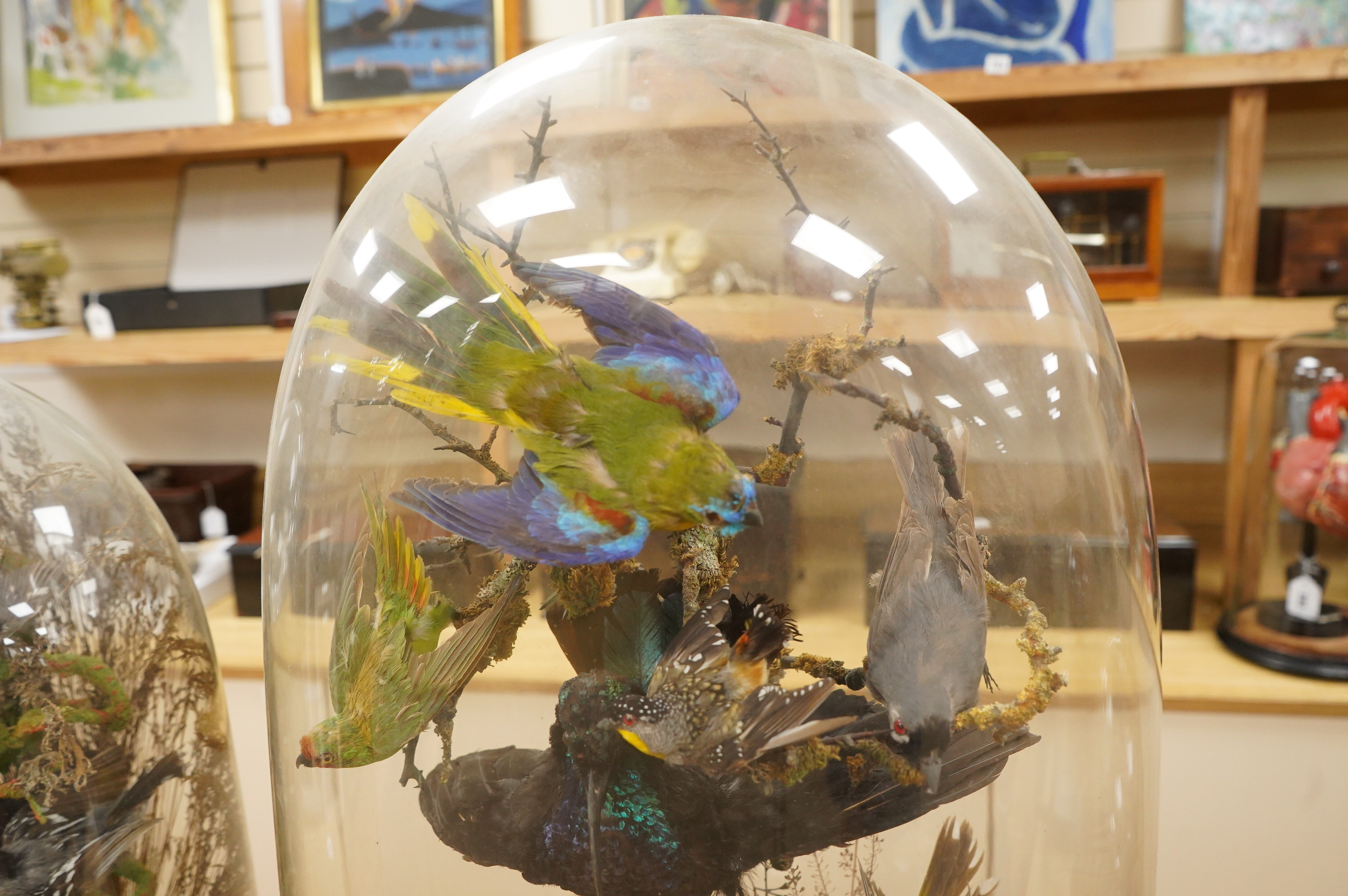 A Victorian taxidermy display of exotic birds including an Eastern Rosella, a Turquoise Parrot, a Night Parrot, etc., contained within a domed case with ebonised base, 70cm high, 40cm wide